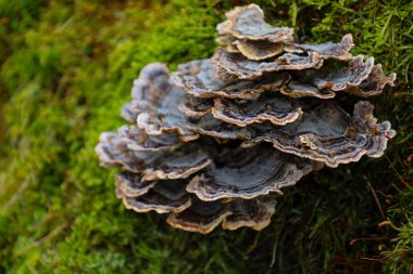 Mantarın çeşitli tonları gri, kahverengi ve beyaz olan katmanlı bir yapısı vardır. Mantarın kenarları dengesiz ve dalgalı, doğal dokusuna ekleniyor..