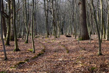 Ağaçlar dikey büyüyor, gövdeler ince, düz. Yer düşen yapraklarla kaplı. Işık güneşli, ağaçların arasından kırılıyor. Fotoğraf, kış ormanı kavramını aktarıyor..