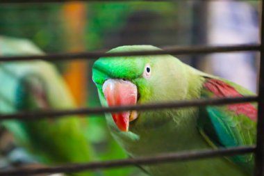 Papağan yeşil, kırmızı gagalı, kameraya bakıyor. Kafes parmaklıkları ön planda görünür. Arka planda, başka bir papağan görünür. Fotoğraf evcil hayvan kavramını aktarıyor..