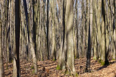 Çıplak dalları yukarı doğru uzanan uzun ağaçlar dikey bir labirent izlenimi yaratıyor. Güneş ışığı dalları delip geçerek yere düşen yapraklarla kaplı zıt gölgeler oluşturur..