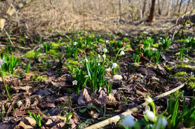 Bu fotoğraf, düşen yapraklar ve yeşil çimenler arasında ilk kar damlalarının açtığı bir bahar ormanı manzarasını tasvir ediyor. Çiçekler beyaz yapraklar ve yeşil saplarla narin ve kırılgan görünüyor..