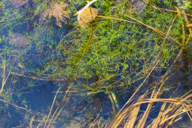 Bu fotoğraf bir bataklığın sualtı dünyasını yakalar, burada yeşil yosunları, kahverengi dalları ve dipte düşen yaprakları görebilirsiniz. Su berrak ama biraz karanlık. Gizemli bir atmosfer yaratıyor..