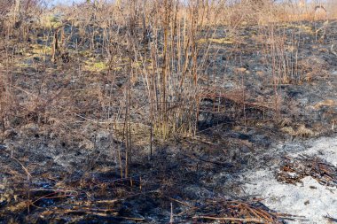 Fotoğraf yangından sonraki bir tarlayı gösteriyor. Ön planda kül ve yanmış ot kalıntılarıyla yanmış toprak görülebilir..
