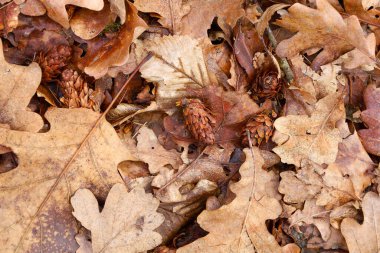 Yaprakların çeşitli tonları kahverengi ve bej renkleri, görünür damarları ve dokusu vardır. Yaprakların arasına küçük koniler saçılmış ve kompozisyona doğallık katılmış..