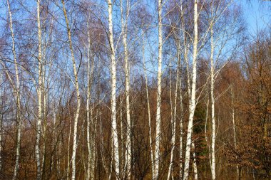 Huş ağaçlarının siyah çizgili beyaz gövdeleri ve yapraksız ince dalları vardır. Arka planda, kahverengi yapraklı diğer ağaçlar görülebilir olup, bu da sonbahar veya kış dönemi anlamına gelir..