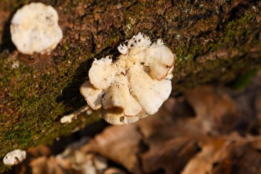 Fotoğraf, ormanda bir ağaçta yetişen mantarların yakın çekimini gösteriyor. Mantarların açık krem rengi ve dalgalı kenarları var. Yeşil yosunlarla kaplı bir ağacın kabuğunda büyürler..