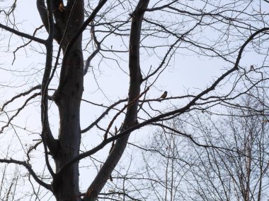 Ağacın ince dalları solgun kış gökyüzüne doğru uzanıyor. Küçük bir kuş dallardan birinde oturur ve tek renkli manzaraya zıtlık ve yaşam ekler..