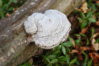Fotoğraf, ağaç dalında büyüyen bir mantarın yakın çekimini yakalıyor. Mantarın kendine özgü eş merkezli bölgeleri olan beyaz ya da açık gri bir yüzeyi vardır..