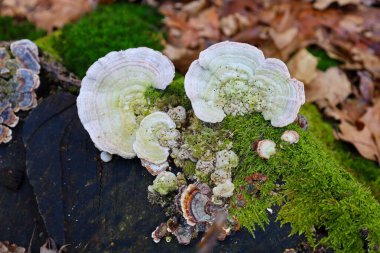 Fotoğraf, eski bir kütüğün üzerinde büyüyen ve yosun tutmuş birkaç mantarı tasvir ediyor. Mantarların eşmerkezli bölgeleri ve dalgalı kenarları olan beyaz veya açık gri bir yüzeyi vardır..