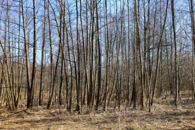Fotoğraf, ince, uzun dalları olan sık bir ormanı tasvir ediyor. Ağaçlar birbirine yakın büyüyüp dikey çizgiler oluşturuyor. Kuru çimenler ve düşmüş yapraklar yerde görülebilir..