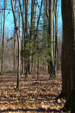 Ormanda güneşli bir gün. Ön planda, düşen yapraklar zemini kaplar. Çerçevenin ortasında, genç bir ladin gri ağaç gövdelerine karşı yeşil rengiyle öne çıkar..