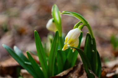 Fotoğraf, düşen yaprakların arasında büyüyen kardamlalarının yakın çekimini gösteriyor. Çiçeklerin sarı lekeli beyaz yaprakları var..