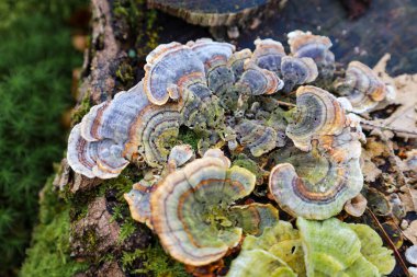 Fotoğraf, eski bir kütüğün üzerinde büyüyen mantarların yakın çekimini gösteriyor. Mantarlar, gri, kahverengi, turuncu ve yeşil renkli yelpaze şeklindedir..
