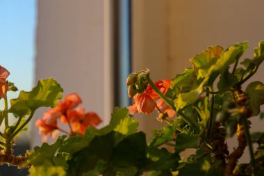 Sardunya çiçeklerinin narin bir turuncu rengi vardır. Yapraklar yeşil, karakteristik bir şekli var. Arka planda, sıcak akşam ışığı tarafından aydınlatılmış bir pencere ve duvarın bir kısmı görülebilir..