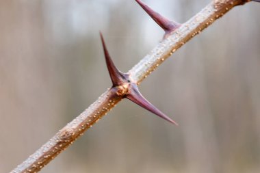 Fotoğraf sivri dikenli bir dalın yakın çekimini gösteriyor. Dikenler koyu kırmızı ya da bordo renginde ve ince bir daldan çıkıntılı küçük noktalı dokulu bir yüzeyi var..