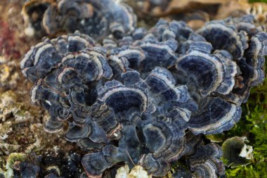 Fotoğraf, ağaçta yetişen bir mantarın yakın çekimini gösteriyor. Mantarın çeşitli tonları gri, mavi ve beyaz olan katmanlı bir yapısı vardır. Her katmanın düz olmayan kenarları var, dokusal bir etki yaratıyor..