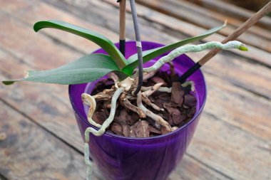 The photograph shows an orchid growing in a purple pot. The orchid has green leaves and visible roots growing from the pot. The pot is filled with bark, creating a natural environment for the plant.