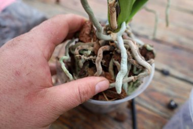 Fotoğraf, görünen kökleri olan bir orkideyi tutan bir elin yakın çekimini gösteriyor. Orkide kökleri açık yeşil renktedir ve kabuk dolu bir tencerede büyürler..