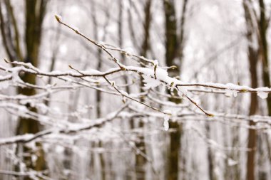 The branch has thin shoots with small buds, indicating the beginning of spring. The snow and ice lie unevenly, emphasizing the details of the branch and its shoots.