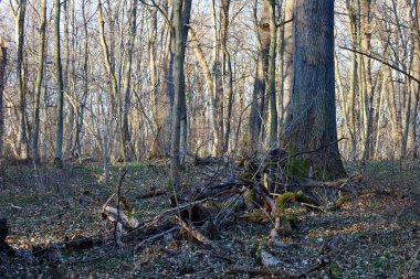 Fotoğraf, henüz filizlenmemiş uzun ağaçlarla dolu bir orman manzarasını tasvir ediyor. Ön planda, düşen dallar ve düşen yapraklar görülebilir..