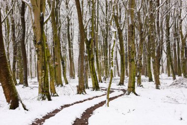 Fotoğraf, karla kaplı uzun ağaçlarla kaplı bir kış ormanını tasvir ediyor. Karla kaplı dar bir patika ağaçların arasından geçiyor. Ağaç gövdelerinde yeşil yosun görünür..