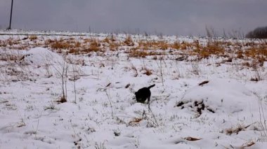 Büyüleyici bir video. Canlı, siyah bir köpek kış yürüyüşünden zevk alıyor. Sonsuz karla kaplı bir arazide koşuyor. Köpek enerjik bir şekilde hareket ediyor, beyaz kar üzerinde temiz ayak izleri bırakıyor, neşe ve özgürlüğünü gösteriyor..