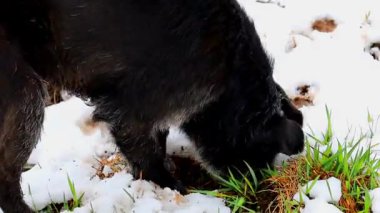Video, bir tarlayı enerjik bir şekilde kazan siyah bir köpeği gösteriyor. Köpek pençeleriyle aktif olarak kazıyor, toprağı etrafına saçıyor. Video, doğal bir içgüdü ve hayvanın enerjisini aktarıyor..
