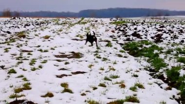 Enerjik bir siyah köpeğin sonsuz karla kaplı bir alanda neşeyle koştuğunu gösteren dinamik bir video. Köpeğin siyah kürkü ve beyaz kar arasındaki zıtlık çarpıcı bir görsel etki yaratır..