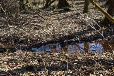 Zemin kuru yapraklarla kaplıdır ve ağaçlar gölge yaratır. Nehirdeki su, gökyüzünü ve ağaçları yansıtır ve bir ayna etkisi yaratır..