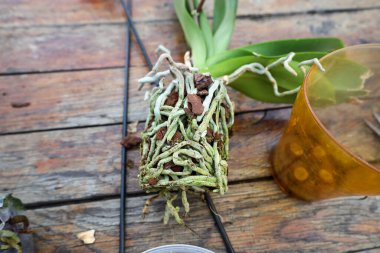 Fotoğraf, kabuk parçalarına düzgün bir şekilde sarılmış bir orkidenin açıkta kalan köklerinin yakın çekimini gösteriyor. Kökler, kahverengi ağaç kabuğu parçalarıyla çelişen yeşilimsi-gri bir renge sahiptir..