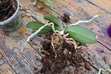 Fotoğraf, tahta bir masanın üzerinde duran bir orkidenin yakın çekimini gösteriyor. Orkidenin yeşil yaprakları, açık kökleri ve toprak kalıntıları görülebilir..