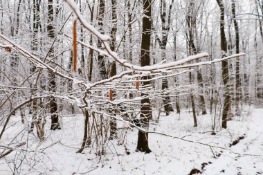 Fotoğraf, ağaçların donla kaplı olduğu bir kış ormanını yakalıyor. Ön planda, karla kaplı ağaçların arka planında buzla kaplı ağaç dalları göze çarpıyor.