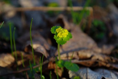Fotoğrafta, yaprakların arasında büyüyen parlak sarı cilt bakımı ve yeşil yapraklı küçük bir bahar çiçeğinin yakın çekimi görülüyor. Çiçek yuvarlak, tırtıklı yapraklar ve küçük gruplar halinde kümelenmiş..