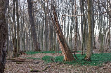 Fotoğraf uzun yapraksız ağaçlarla kaplı bir ormanı tasvir ediyor. Kompozisyonun ortasında, devrilmiş bir ağaç görünür, ikiye bölünmüş ama hala ayakta..