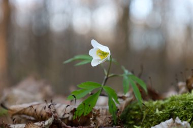 Fotoğraf, düşen yapraklar ve yosunlar arasında filizlenen narin beyaz bir anemonun yakın çekimini gösteriyor. Çiçeğin altı taç yaprağı ve sarı bir merkezi vardır.. 