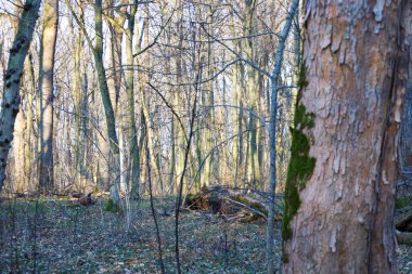 Güneş ışığı ağaçların arasından geçer ve yere düşen yapraklarla kaplı uzun gölgeler yaratır. Arka planda, diğer ağaçlar görünür, bir orman perspektifi yaratır..