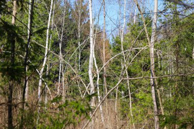 Bu fotoğraf huş ağacı ve kozalaklı ağaçlarla dolu sık bir ormanı tasvir ediyor. Ön planda, genç kozalaklı dallar görülebilir ve ince beyaz gövdeli huş ağaçlarının bulunduğu görüntünün merkezi kısmı için bir çerçeve oluşturur..