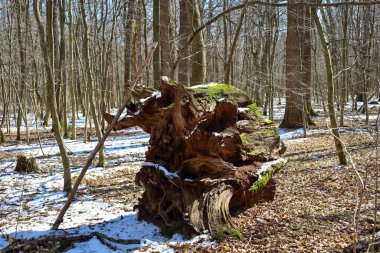 Bu fotoğraf, kar kalıntılarıyla bir ormanda yatan büyük, yosun kaplı bir kütüğü tasvir ediyor. Kütüğün kaba bir dokusu ve yerden çıkan kökleri ile alışılmadık bir şekli var..