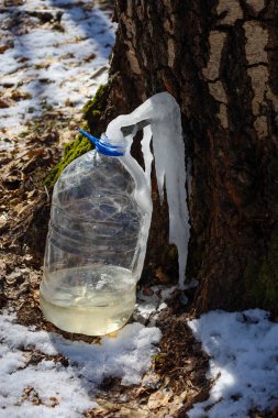 Görüntü huş ağacı özü toplama sürecinin detaylarını ve kış ormanı atmosferini aktarıyor..