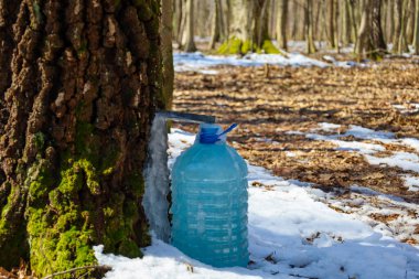 Ağaç gövdesinin yanında duran ağaç özsuyuyla dolu plastik bir şişe görülebilir. İçinden özsuyu toplanan bir tüp ağaca yerleştirilir..