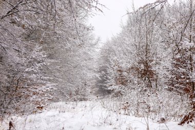 Karla kaplı bir ormanın kış manzarası. Ağaçlar ve dallar beyaz karla kaplı, peri masalı atmosferi yaratıyor. Karlı ormanın derinliklerine giden bir orman yolu bir yolculuğa davetiye çıkarıyor..