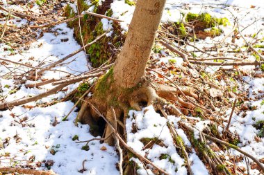 Ağacın yerden çıkan kökleri ve yosun kaplı gövdesi görülebilir. Kar ve düşen yapraklar, ağacın yeşil yosun ve kahverengi kabuğuyla zıtlık yaratır.