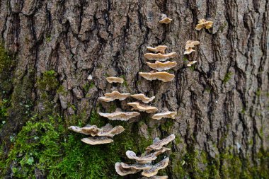 Üzerinde mantar yetişen bir ağaç kabuğu. Mantarların katmanlı bir yapısı ve açık kahverengi bir rengi vardır. Yeşil yosun kabukta da görülebilir. Fotoğraf muhtemelen sonbaharda bir ormanda çekildi..