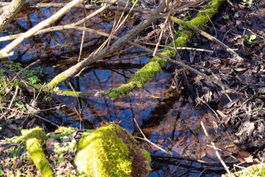 Ormanda mavi gökyüzünü ve ağaçları yansıtan küçük bir su birikintisi. Su birikintisinin kenarında yeşil yosunlarla kaplı dallar var..