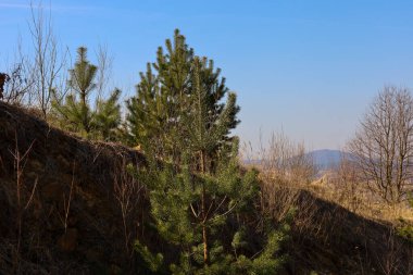 Yamaçta büyüyen çam ağaçları, parlak güneş ışığıyla aydınlatılıyor. Çam ağaçlarının yeşil iğneleri kahverengi otlar ve kayalık zemin ile tezat oluşturuyor..