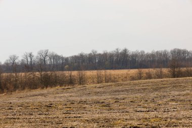 Arka planda küçük tepeleri ve ormanı olan bir tarlanın yatay görüntüsü. Arazinin çizgileri kahverengi renktedir, bu da sürülen araziyi gösterir..