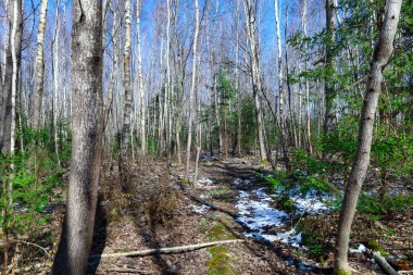 Yolda kar ve düşen yaprakların kalıntıları görülüyor. Ormandaki ağaçlar yapraksız, ama ilk yeşil filizler ortaya çıkmaya başladı bile..