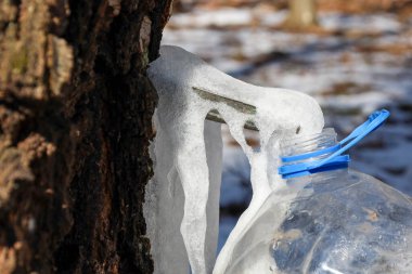 Huş ağacı özü toplama işleminin yakın plan fotoğrafı. Ağaca bir metal oluk kurulur, özsuyu plastik bir şişeye akar..