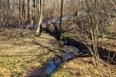 Ormanda akan küçük bir derenin fotoğrafı. Nehirdeki su karanlık, gökyüzünü ve ağaçları yansıtıyor.. 