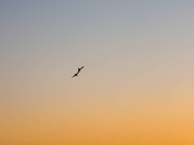 Gün batımında gökyüzüne doğru uçan iki kuşun siluetinin fotoğrafı. Gökyüzünün rengi yukarıdan açık maviye, aşağıdan parlak sarıya döner..